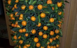 橘子树放客厅风水怎么样？