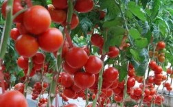 冬天室内种西红柿能结果吗？