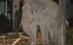 家里出现大象是怎么回事？