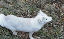 白色狐狸的品种有哪些？