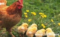 孕妇梦见家里有小鸡：解梦知识及其意义解析
