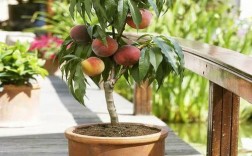 毛桃还是寿星桃可用于盆栽？