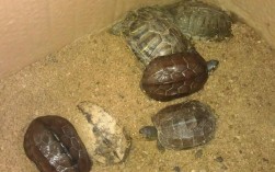 为什么一个家里不能养2只乌龟？