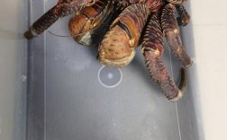 椰子蟹可以自己养吗？