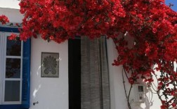 房子门口最适宜种的花树？