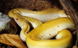 养殖的大黄蛇有毒吗？