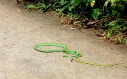 院里有青蛇是什么原因？
