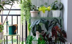 家里的阳台放什么植物？选择适合阳台的植物有哪些？
