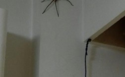 家里出现的蜘蛛是有益的吗？