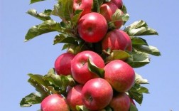 苹果树象征着什么精神？