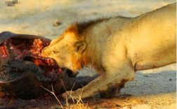 狮子吃熟肉会怎么样？