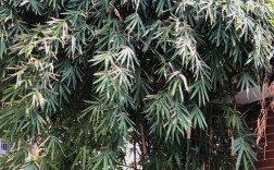 家里的竹子是什么品种？
