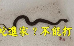 为什么进到家里的蛇不能打，如果打了之后，家里会灾难，为什么有这么神奇，请哪个网友用科学解答？