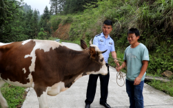 农村的牛被偷了报警有用吗？