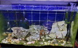 鱼缸里放石头对鱼缸寿命有影响吗？