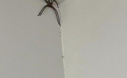 前几天早上突然醒来看到超大的蜘蛛在天花板上爬，连脚步都很清晰。并和家人说有个很大的蜘蛛，家人以为我？