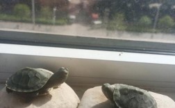 两个乌龟放一起好嘛？