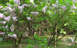 平常说的紫丁香是大叶还是小叶？