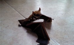 梦见家里进了黑色的小蝙蝠，预示着什么？