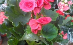 请教盆栽一品红，丽格海棠，红掌，长寿花那些可放露天淋雨？
