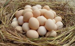 别人家的鸡来我们家门口生蛋,有什么讲究，鸡蛋可以吃吗？