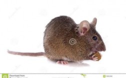 周公解梦：家里有只老鼠，预示着什么？