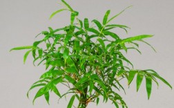 家里摆竹子盆栽好吗？