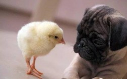 两只小鸡和一个狗代表什么？
