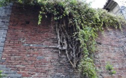 墙边长树会影响房子吗？