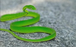 青绿色的蛇有几种？