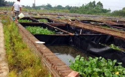 黄鳝养殖池的建造及养殖方法？