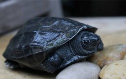 家庭养殖合适的龟类品种及注意事项