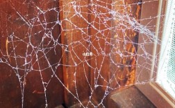 家里很多蜘蛛网怎么办？