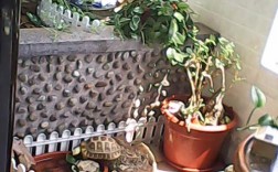 乌龟养在家客厅墙角可以吗？