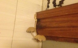 家里墙上长蘑菇有什么寓意？