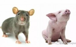 老鼠和猪有共同祖先吗？
