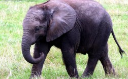 一岁大象多大？