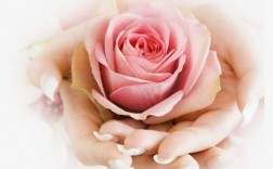 女人双手捧着粉红色玫瑰花啥意思？（粉玫瑰花含义）