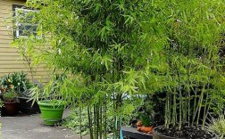 什么竹子适合种庭院不到处生根？