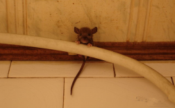 老鼠老是咬我家房门有什么不好吗？
