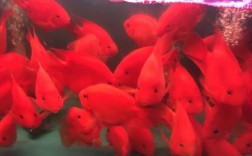 红鹦鹉鱼怎么养？
