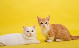 两只黄色猫咪象征什么？