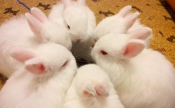 六只兔子是什么意思？