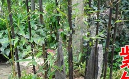 紫竹种在院子外有什么讲究吗？