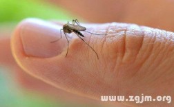 孕妇梦见家里很多蚊子：解梦知识与预示