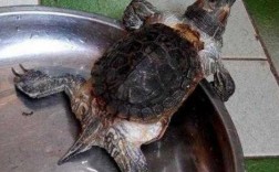 人过世了养的乌龟还能养吗？