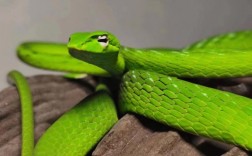 绿蛇象征什么？
