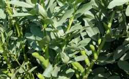 蚕豆什么时候种豌豆什么时候种？