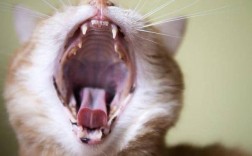 猫咪发出咳嗽声音怎么解决？