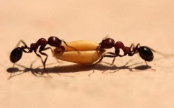 今年蚂蚁特别多代表什么呢？（蚂蚁有什么含义）